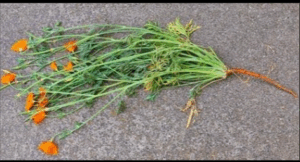 California Poppy Root