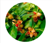 Withania Somnifera
